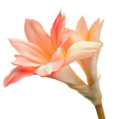 Isolated White Orange Frangipani Branch