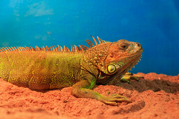 Close up view of large Indian Bearded lizard on the red soil against blue background.