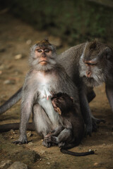 Mother monkey with baby in Monkey Forest, Bali. Tender wildlife moment in natural habitat.