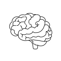 human brain vector