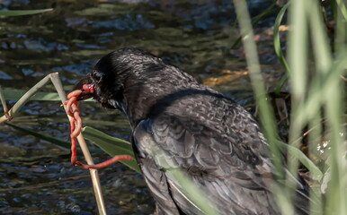 The black raven eats its prey