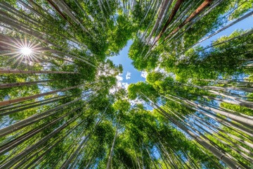 Lush bamboo forest canopy, sunlight streams through