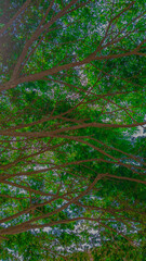 forest in the morning. tree branches green leaves portrait