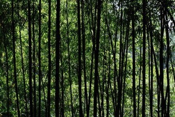 Obraz premium Dense bamboo forest, vibrant green stems