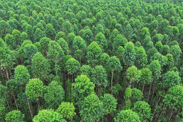 Aerial view of towering eucalyptus trees in an organized industrial forest, highlighting...