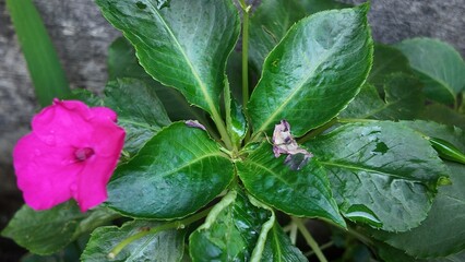 flower in a garden
