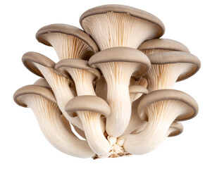 Organic Oyster Mushroom Cluster &ndash; Cutout PNG