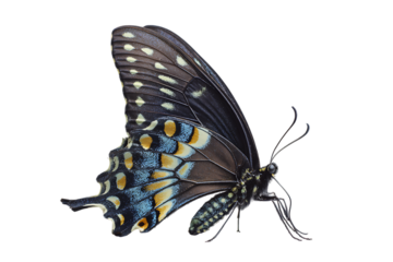 Close up of a black swallowtail butterfly on a black background.