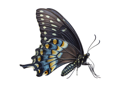 Close up of a black swallowtail butterfly on a black background.