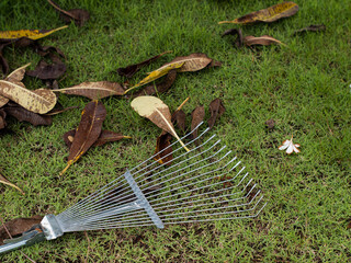 The garden at home has not been cleaned.