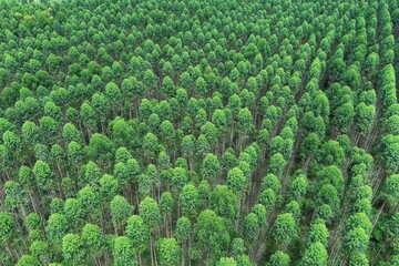 Aerial view of towering eucalyptus trees in an organized industrial forest, highlighting...