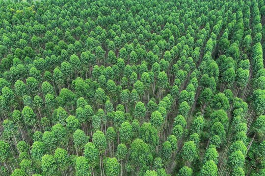 Aerial view of towering eucalyptus trees in an organized industrial forest, highlighting sustainable forestry and natural symmetry. - Powered by Adobe