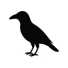 Black silhouette of a crow standing on a white background