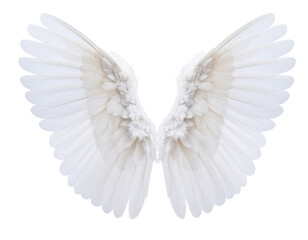 Fototapeta premium Cute Baby Angel Wings PNG