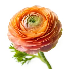  Ranunculus flower on white background