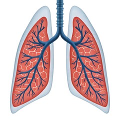 illustration of human lungs
