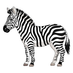 Striped zebra standing black background animal wildlife