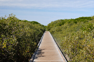 Streeter's Jetty was built for pearl dealers and merchants in 1897 through the mangroves in Dampier Creek- Broome, WA, Australia