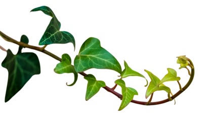 Lush Green Ivy Vine Nature's Elegant Design