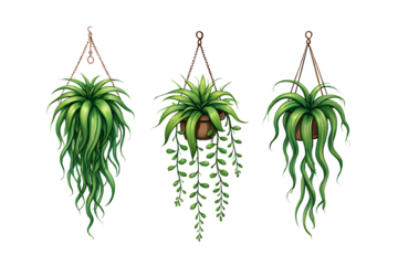 Charming Hanging Plants Three Unique Illustrations of Indoor Greenery