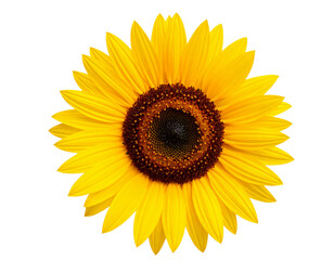 Fototapeta premium Sunflower Head with Bright Yellow Petals 