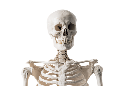 Human skeleton anatomical model.