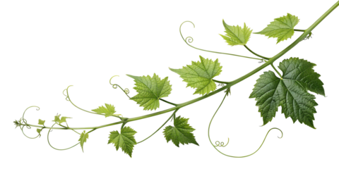 green vine with tendrils