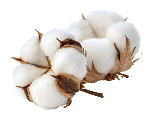 cotton bolls close up view