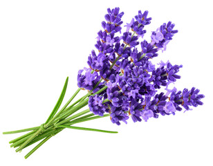 Fototapeta premium Botanical Lavender Stem with Violet Flowers