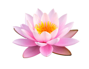 Lotus Flower with Soft Water Ripple 