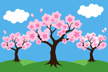 Cherry Blossom Trees in Full Bloom Against Blue Sky