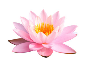  Lotus Flower with Soft Water Ripple 