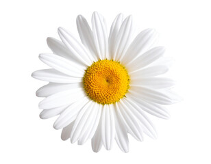 White Daisy with Yellow Center &ndash; Side Angle 