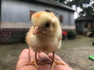 A hand holding a small yellow chick © MdRaju