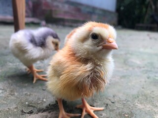 A group of baby chicks blurry