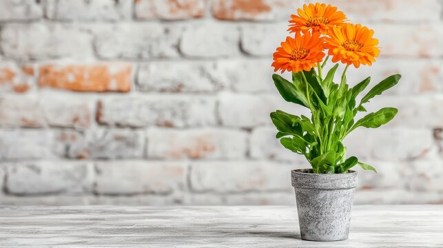 Potted Orange Flowers on White Table.