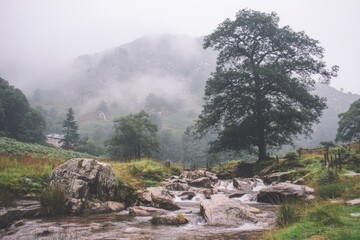 Misty mountain stream with large tree