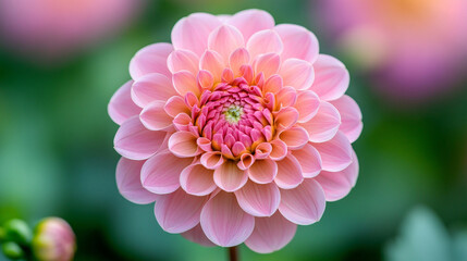 Fototapeta premium Close-up of a vibrant pink dahlia in full bloom. The intricate layers of petals radiate elegance and beauty, set against a soft background with space for text, ideal for floral and nature concepts.