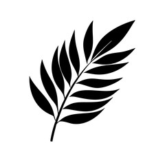 Fototapeta premium black and white feathers