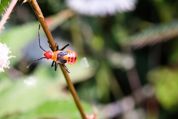 Macrophotography of a Red cotton stainer bug on a leaf. Ladybugs of the species Dysdercus...