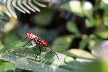 Macrophotography of a Red cotton stainer bug on a leaf. Ladybugs of the species Dysdercus...