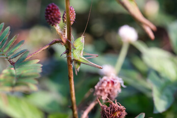 Close-up of a green grasshopper perched on a Mimosa pudica flower bud. The flower bud is occupied...