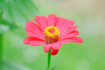 Zinnia violacea Cav, Z violacea or Plantae, Asteraceae or Magnoliopsida or Zinnia violacea or...