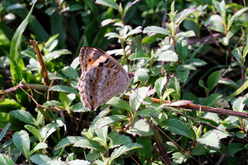 Close-up photo of a Common tiger butterfly perched while flapping its wings. Macrophotography of the insect perched in the bush, resting while looking for food. Animal Shot with Negative space