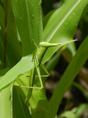 畑のトウモロコシの葉を食べてるバッタ