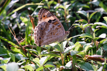 Close-up photo of a Common tiger butterfly perched while flapping its wings. Macrophotography of the insect perched in the bush, resting while looking for food. Animal Shot with Negative space