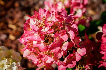 A beautiful close-up of a pink hydrangea bloom, highlighting its delicate petals and vibrant...