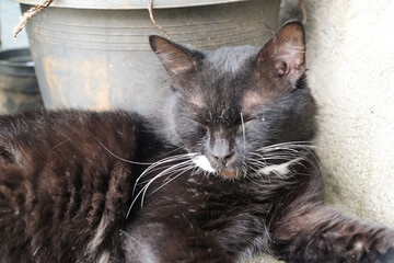 A sleepy black cat resting in the yard. A black cat with a hint of white is squinting as it wakes up from its sleep. A cute look at wild animals in the neighborhood. Close-up shot with negative space.