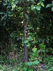 Close-up view of an electric pole almost covered in the bushes. 