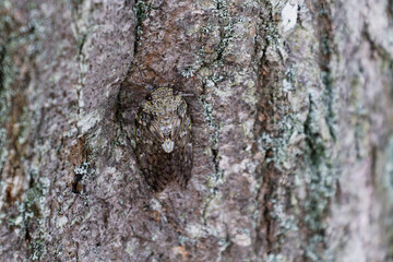 ニイニイゼミの擬態
